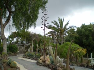 Agave