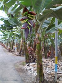 Banane